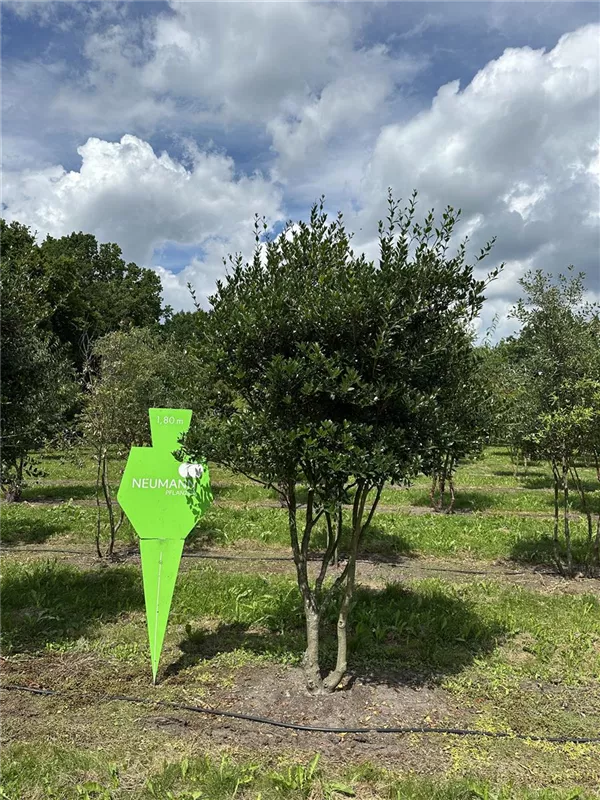 Osmanthus heterophyllus