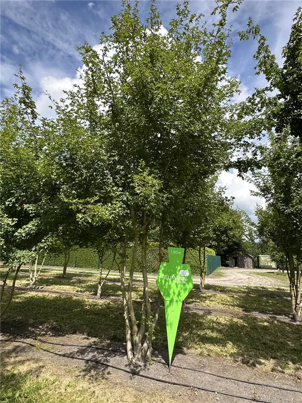 Acer campestre