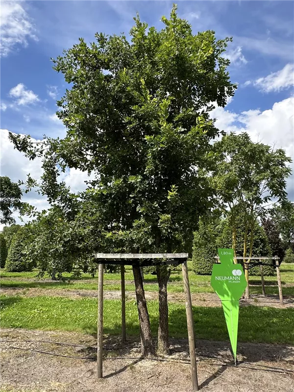 Quercus pubescens