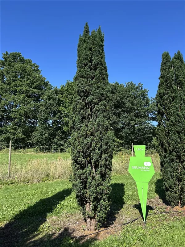 Taxus baccata 'Fastigiata Robusta'