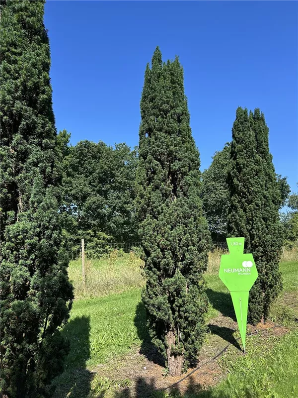 Taxus baccata 'Fastigiata Robusta'