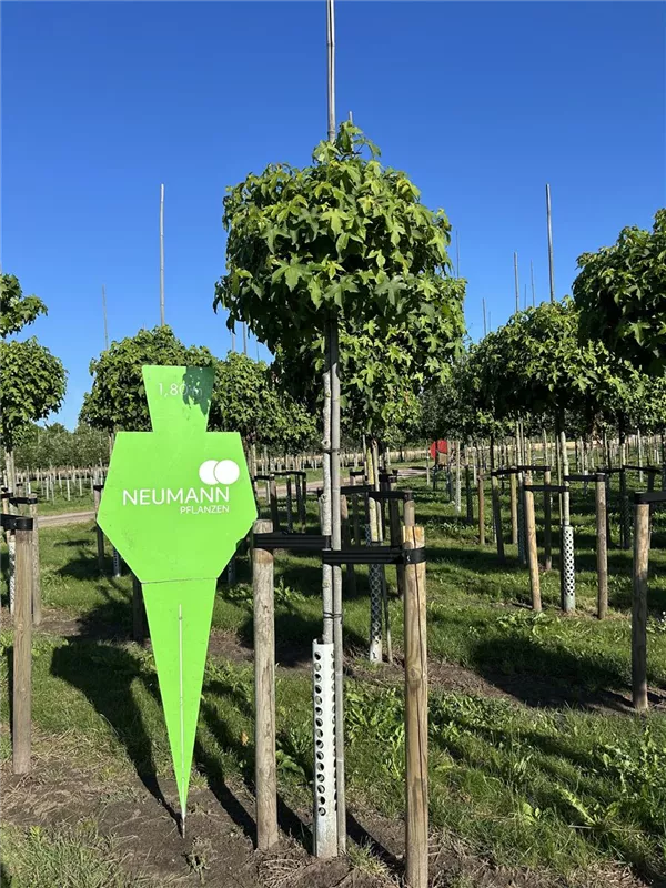 Liquidambar styraciflua 'Gumball'