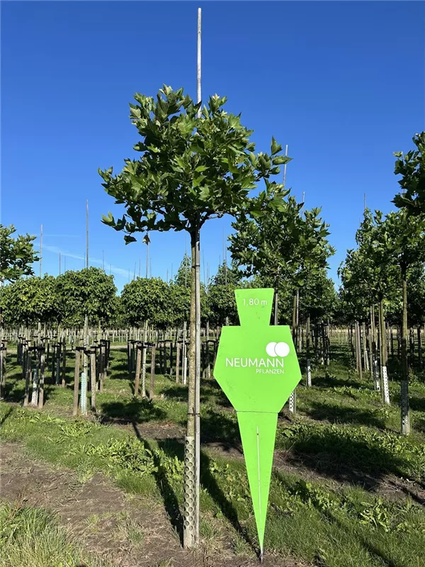 Platanus hispanica 'Alphens Globe'