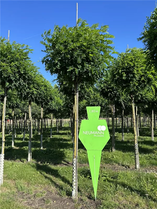 Robinia pseudoac.'Umbraculifera'