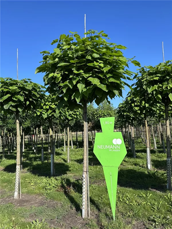 Catalpa bignonioides 'Nana'