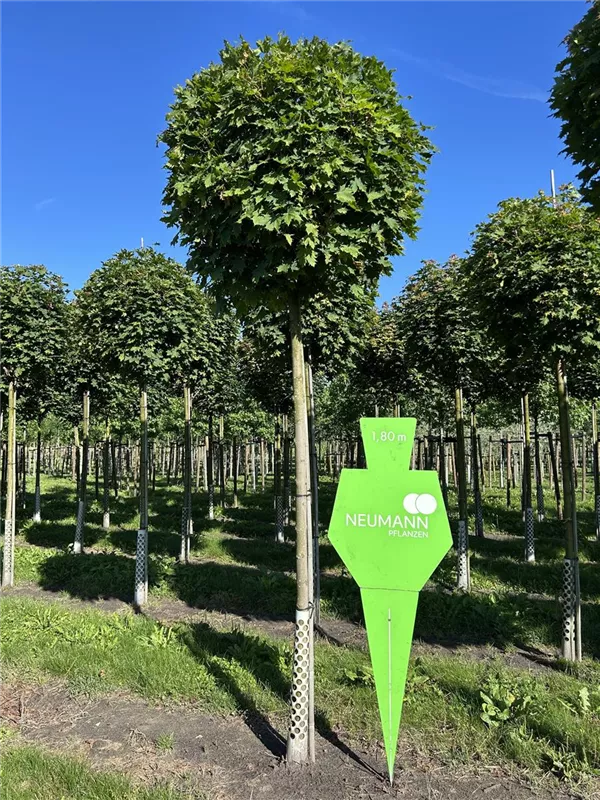 Acer platanoides 'Globosum'