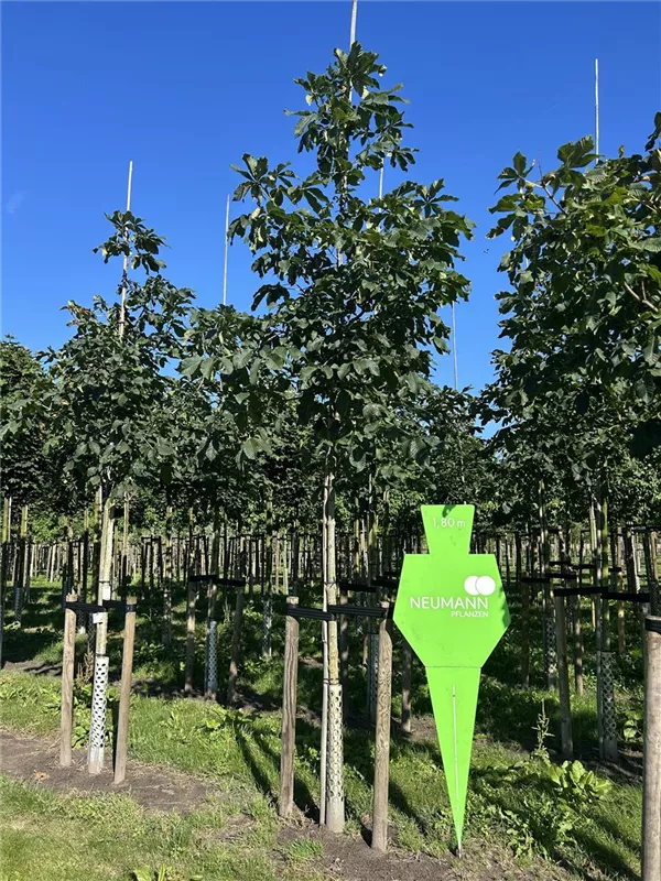 Aesculus carnea 'Briotii'