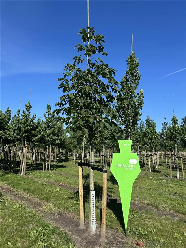 Aesculus carnea 'Briotii'