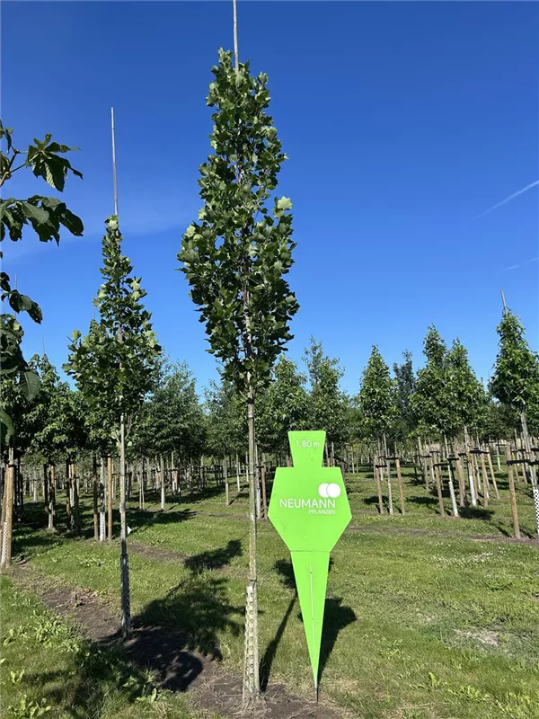 Liriodendron tulipifera 'Fastigiatum'