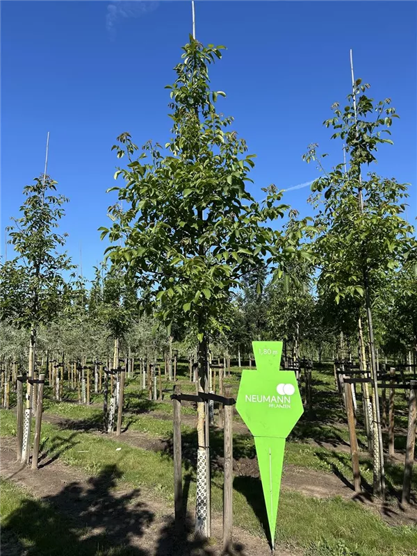 Juglans regia