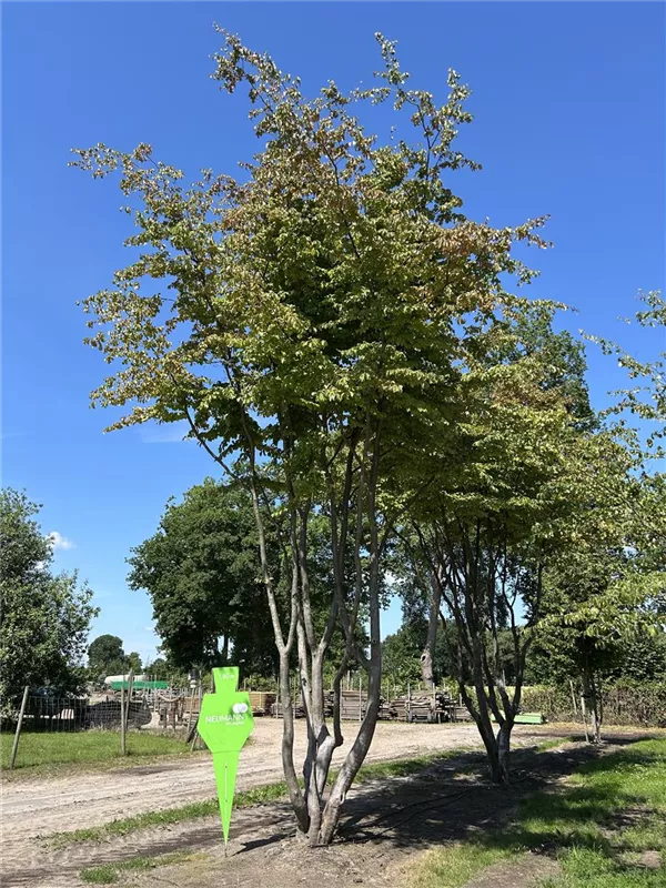 Parrotia persica