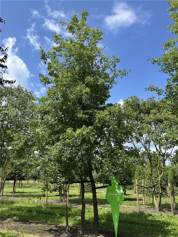 Quercus pubescens