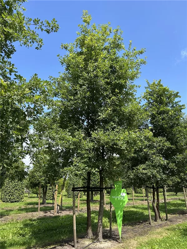 Quercus pubescens