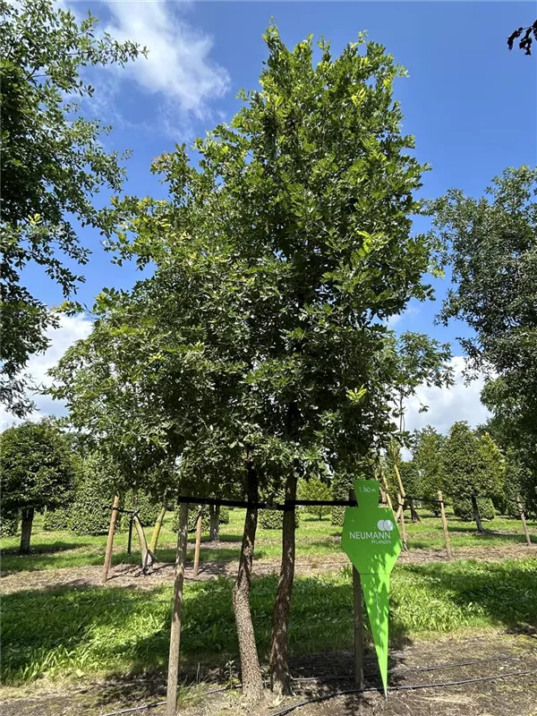 Quercus pubescens