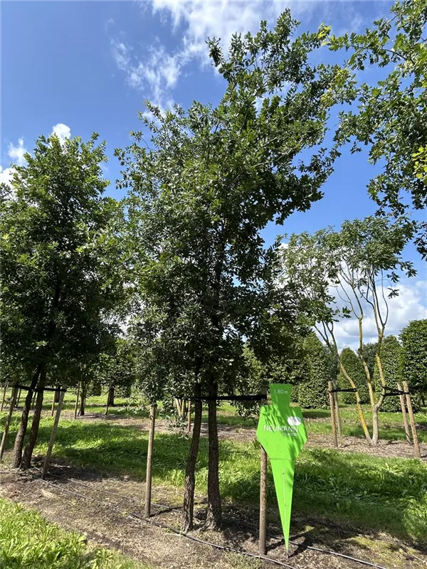 Quercus pubescens