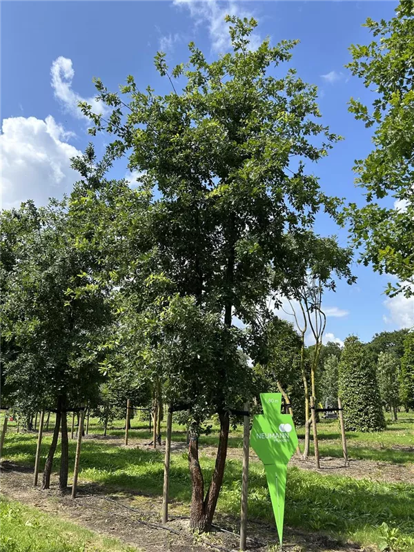 Quercus pubescens