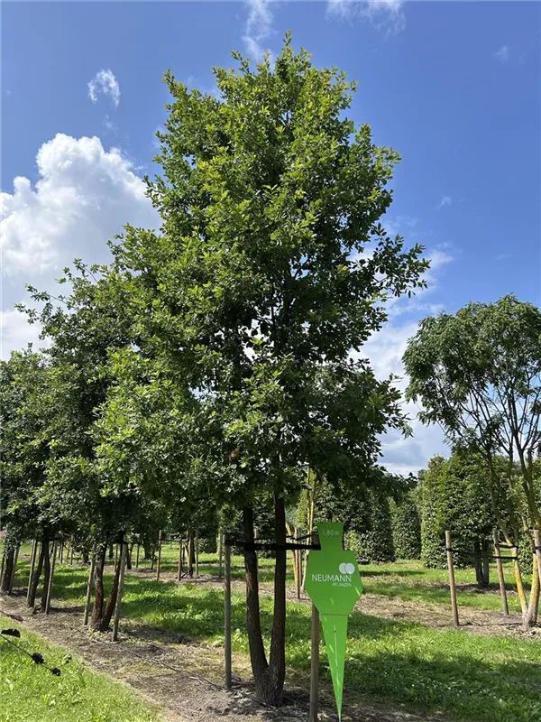 Quercus pubescens