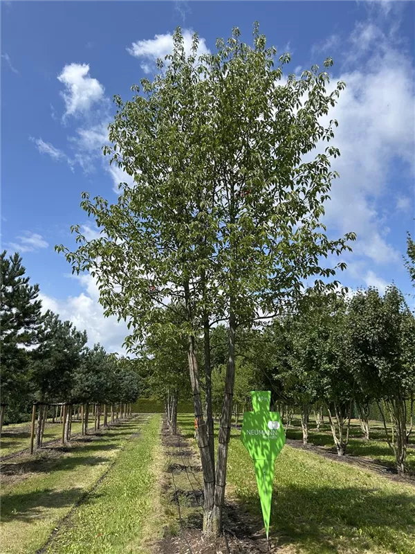 Nyssa sinensis