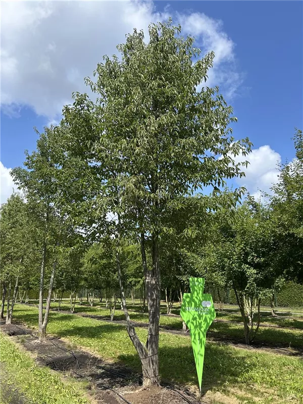 Nyssa sinensis