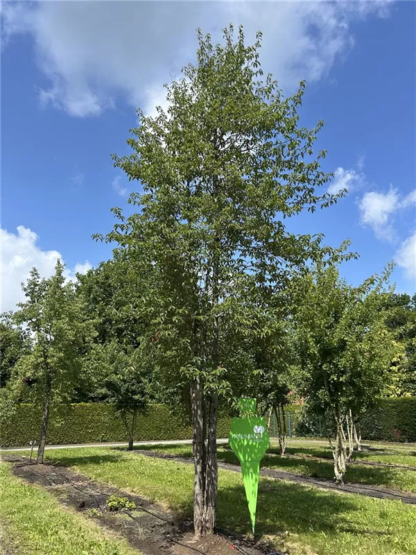 Nyssa sinensis