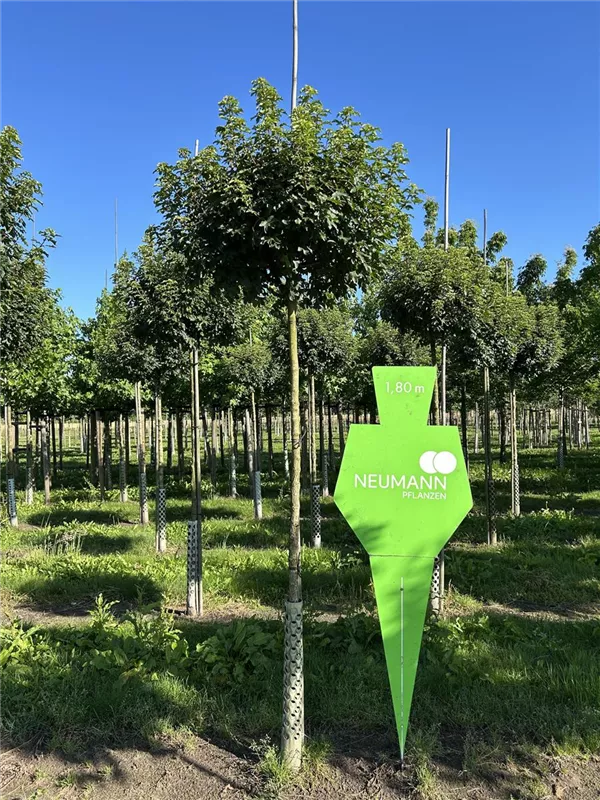 Acer campestre 'Anny's Globe'