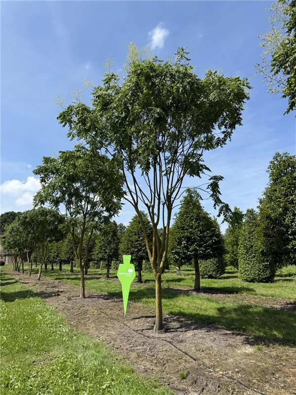 Koelreuteria paniculata