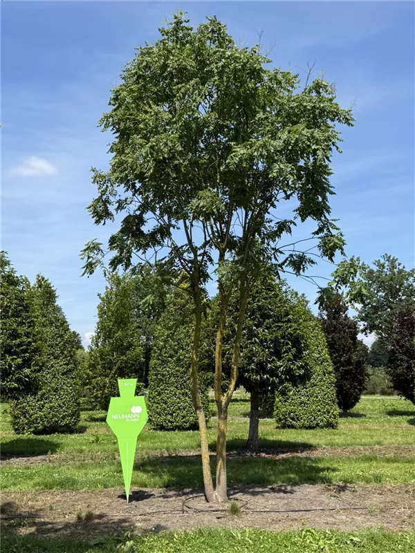 Koelreuteria paniculata