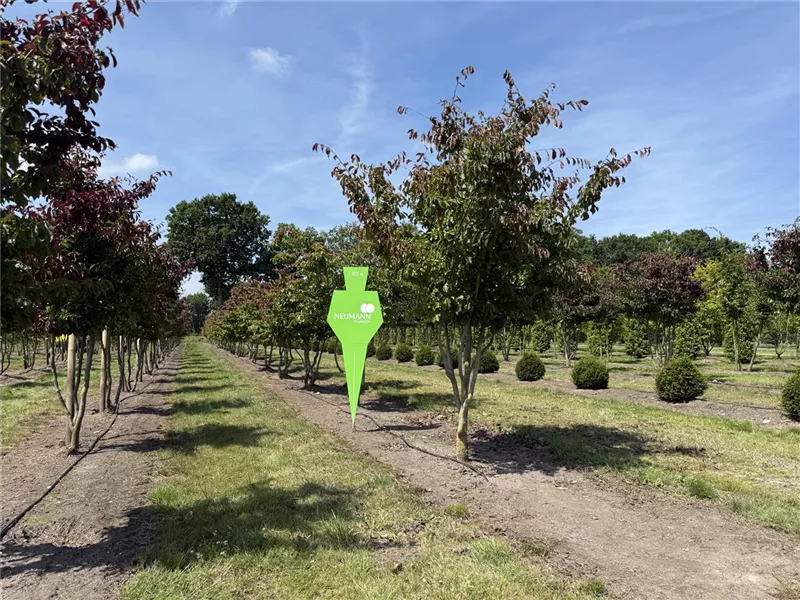 Parrotia persica