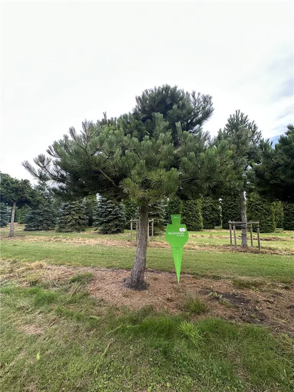 Pinus nigra ssp.nigra