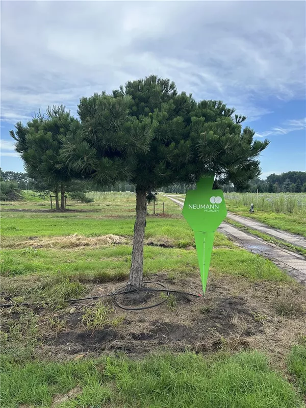 Pinus nigra ssp.nigra