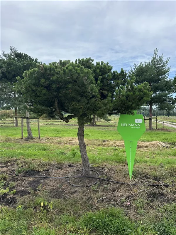 Pinus nigra ssp.nigra