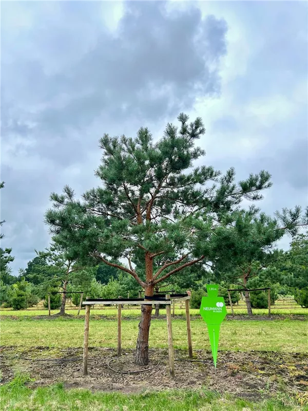 Pinus sylvestris
