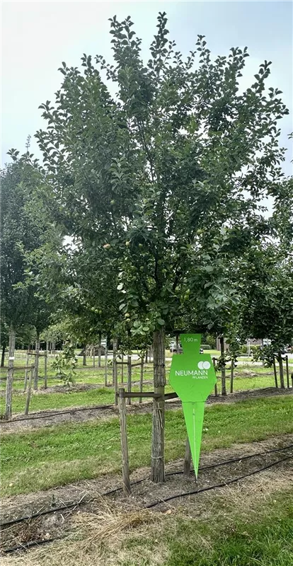 Malus 'Goldparmäne' CAC