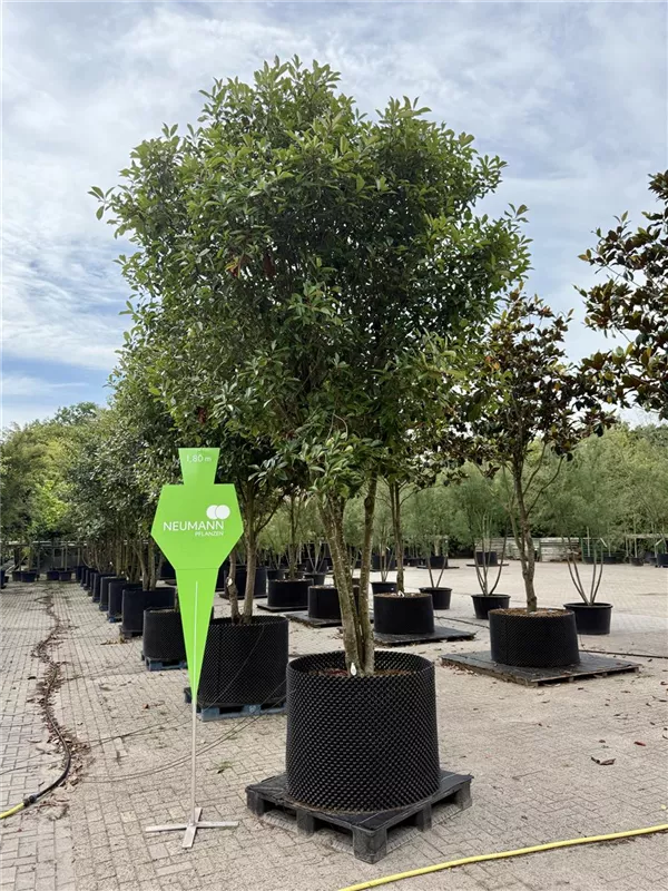 Photinia fraseri 'Red Robin'