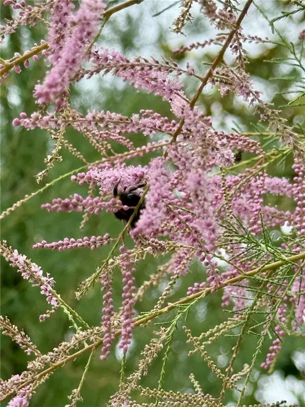 Tamarix africana