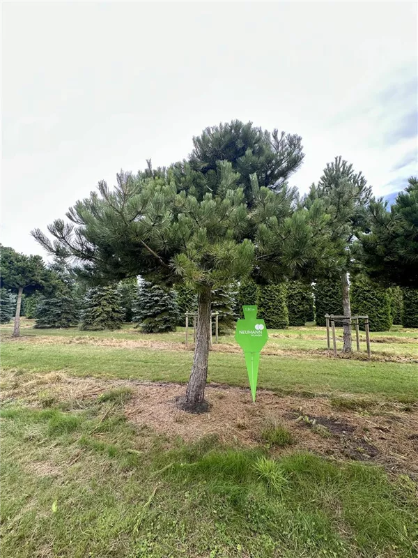 Pinus nigra ssp.nigra