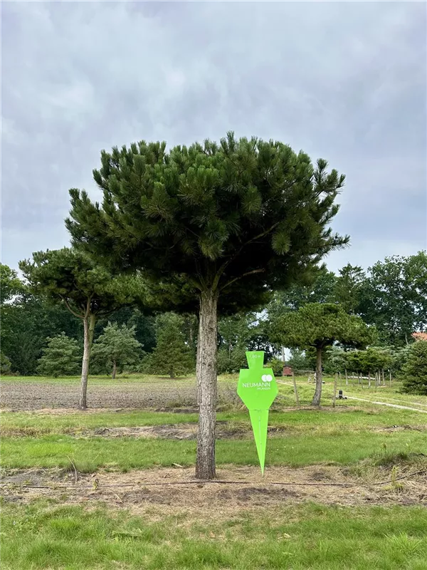 Pinus nigra ssp.nigra