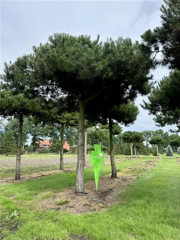 Pinus nigra ssp.nigra