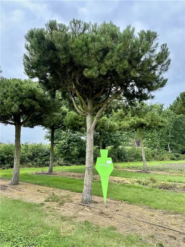 Pinus nigra ssp.nigra