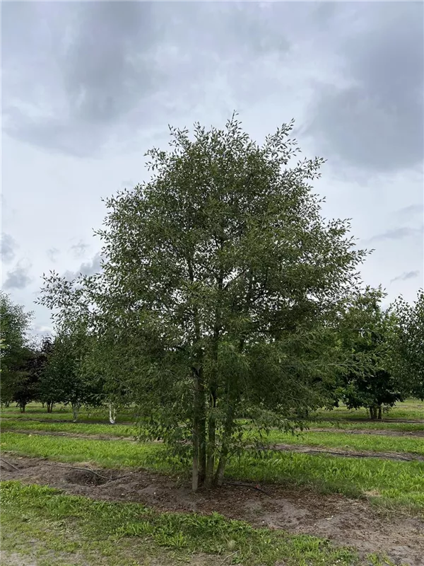 Alnus glutinosa 'Laciniata'