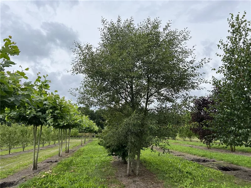 Alnus glutinosa 'Laciniata'