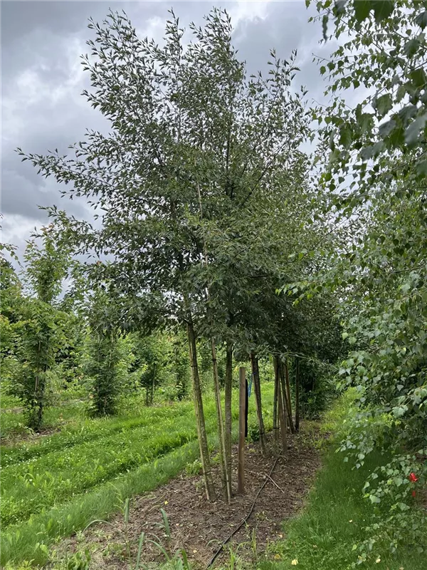 Alnus glutinosa 'Laciniata'