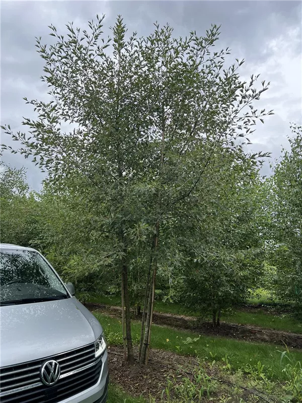 Alnus glutinosa 'Laciniata'