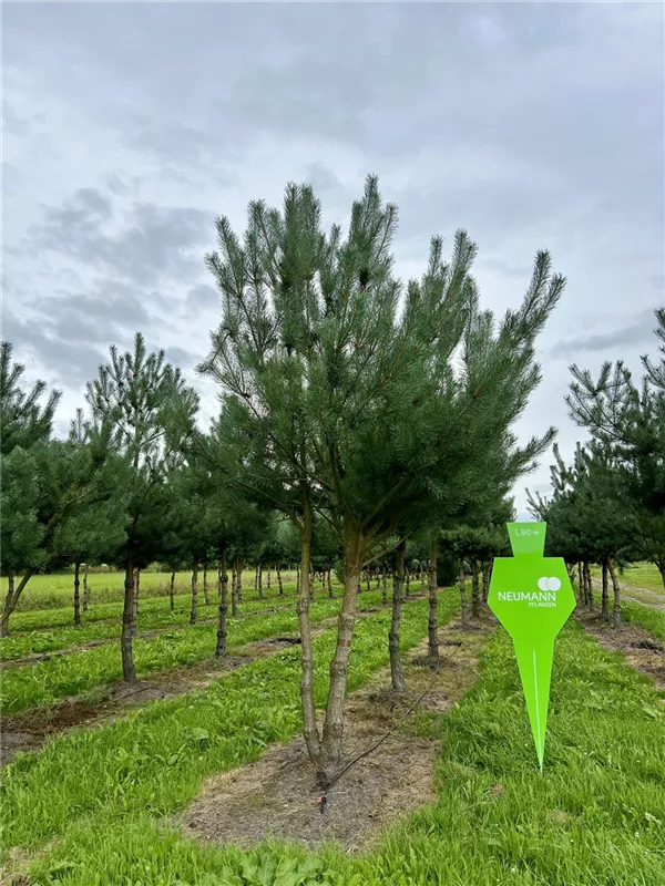 Pinus sylvestris