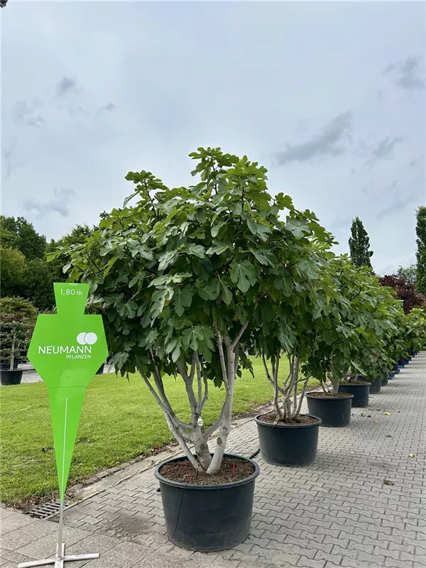 Ficus carica i.S. CAC