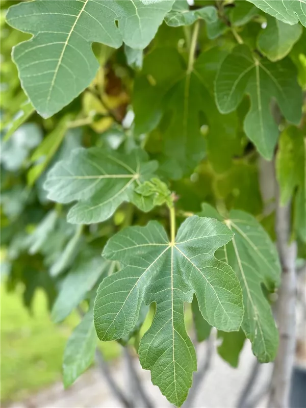 Ficus carica i.S. CAC