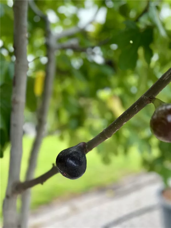Ficus carica i.S. CAC