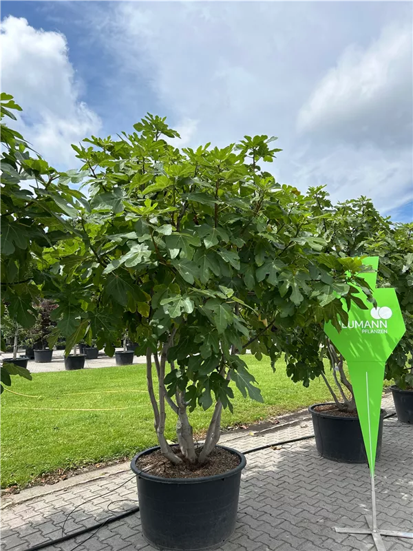 Ficus carica i.S. CAC