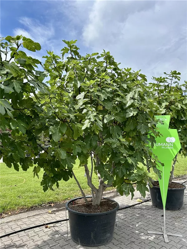 Ficus carica i.S. CAC