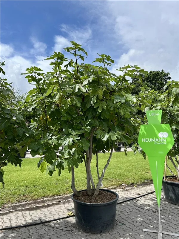 Ficus carica i.S. CAC